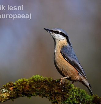 Život na krmítku Tyršovky